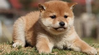 ID:1853　柴犬　赤柴　メス　子犬　生後44日目　shiba　inu