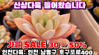 [인천다육]❤️가을 SALE 30~50%💥시세무시하고 엄청싸게 할인판매합니다 🏡 인천 남동구 호구포로400 ☎️ 010-5316-7402