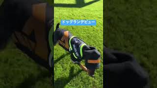 【ミニピンパピー】ドッグランデビュー