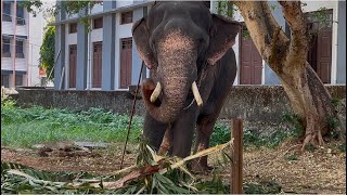 പാറമേക്കാവ് കാശിനാഥൻ 😍paramekkavukasinadhan latestvideo