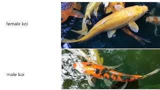 Koi Gender | difference with male and female koi | Male vs. female koi