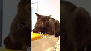 【圧】不服そうなお顔でお手手ないないを見せつけてくるクロネコがこちらです。 Cat loaf! 【ねこ Cat】