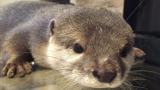 カワウソさくらをじっくり観察！ 下から見るか？横から見るか？ Eyes meet with otter