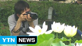 '보기만 해도 힐링'...백련 고귀한 모습 뽐내 / YTN