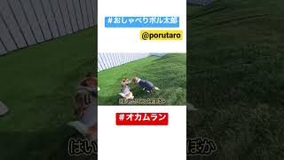 【しゃべる犬】オカムランで遊ぼう#shorts #いぬ #ジャックラッセルテリア