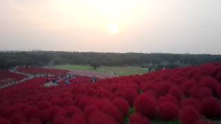 夕陽ライブ1024(16時12分頃)アキラS@横浜　茨城県ひたち国営海浜公園から