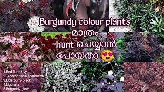 Burgundy colour plant hunting | Zero cost plant hunting | ഒരു variety plant hunting video