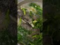 Simple Sinigang Na Tilapia#soyummy #sinigang #tilapia #trendingvideo #viral #shorts