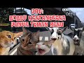 POV BOBBY KARTANEGARA PUNYA TEMAN BARU TERNYATA | MEME KUCING | #pov #meme #kucing #cat