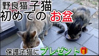 野良猫子猫初めてのお盆の朝‼︎保護子猫にビッグプレゼント‼︎キャットタワー‼︎#子猫 #保護