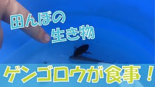 夏休み、子どもと一緒に水生昆虫捕まえた。