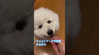 下痢嘔吐と戦うおもち　ビションフリーゼ♯おもち♯アフロ犬♯可愛い♯犬♯小型犬♯もふもふ♯shorts♯ショート