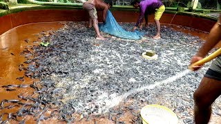 Tiny Indian Magur Fish Farming Business in Village Tank in India || Indian Catfish Farming