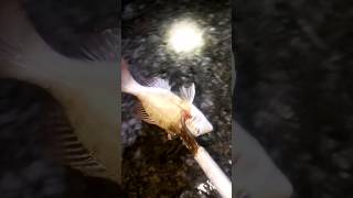 Tangkap ikan #orangmemancing #shortvideo #mancing #orangmancingikan #ikan #orangmancing