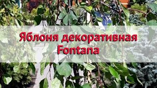 Яблоня декоративная Фонтана 🌿 Обзор: посадка и уход. саженцы яблони Фонтана: описание и особенности