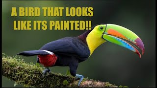 Keel-billed Toucan: Nature’s Rainbow Beak Bird