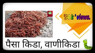 Millipede/पैसा किडा..