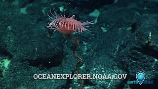 Venus flytrap anemone