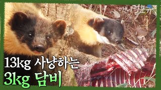 13kg 고라니를 사냥하는 3kg 담비🫢 한반도 숲의 제왕은, 담비입니다! | KBS 파노라마 130614 방송