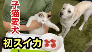 スイカを初めて食べる子猫と愛犬の反応がコチラです