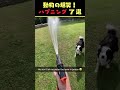 instagramで5億回バズった動物ハプニング動画7選！7animal happenings videos that got 500 million buzz on instagram 犬 猫