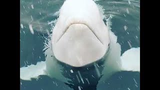 Amazing Close Encounter With Beluga Whale || ViralHog