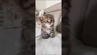 cute smaall Kitten honey bunny 😍@Hi World 😍viral video💖Animals Compilation short CUTE animal #SHORTS