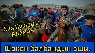 Ала Букадaгы Аламан Улак. Шакен балбандын ашы. ( 1- бөлүм )