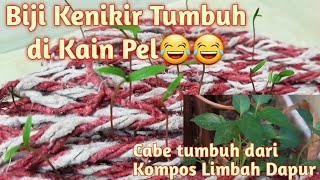 Tanaman yang Tumbuh sendiri Tanpa Ditanam, Pupuk Organik Limbah Dapur untuk pupuk di kebun Rooftop