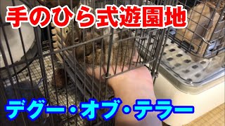 【デグー】手のひらジェットコースター気に入って降りてくれなくなった。