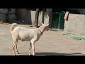 bakra ka kimat 35000 35kg siddharth nagar goat