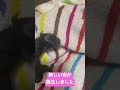 子犬が産まれました トイプードル 子犬 出産