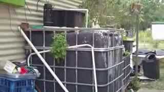 IBC Tank Aquaponic Kits Pump on the Cheap