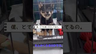 生後2ヶ月の柴犬ちゃん