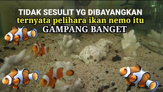 ternyata pelihara ikan nemo itu gampang banget...