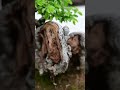 Japanese Mini Root Over Rock Bonsai Time lapse #shorts #bonsai #garden #bonsaimaking #bonsaitree