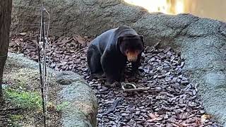 日陰でまったりのキョウコさん🐻2022年8月19日 上野動物園　マレーグマ