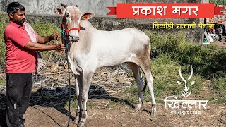 तिकोंडी राजाची पैदास । प्रकाश मगर । Khillar Maharashtrachi Shaan | २०२०