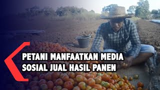 Petani Manfaatkan Media Sosial untuk Jual Hasil Panen