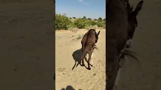 #donkey #meeting #viralvideo #subscribe #tower