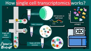 Single-Cell Transcriptomics Explained | scRNA-seq Basics | Molecular Biology