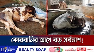 খামারে নেপিয়ার ঘাস খেয়ে অসুস্থ, মারা গেল ২৭টি গরু | Cow Died | Jamuna TV