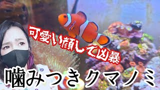 【海水魚飼育】噛み付くカクレクマノミ🐠60cm水槽の凶暴クマノミペアmy coral aquarium MOAMOAちゃんねる