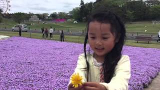 リサのこと 4歳4ヶ月（ドイツ村  芝桜３）