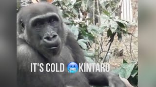 “Child gorilla”Kintaro style🦍Cold weather dance🕺🏼💦🥶