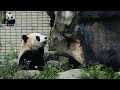 20170401 來跟圓仔一起還泡湯喔 the giant panda yuan zai