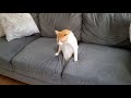 Couch Gives Birth To A Cat