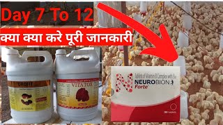 Day 7 to 12 poultry management | poultry medicine | 7 दिन से 12 दिन तक क्या क्या करे पूरी जानकारी