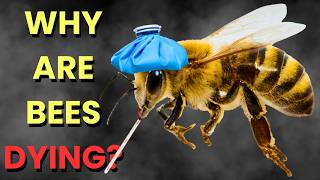 A World Without Bees | The Collapse Nobody's Ready For.