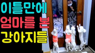 [Maltese] 494탄. 이틀만에 엄마를 본 말티즈 애플 망고